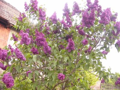 Syringa vulgaris fl. grena simple