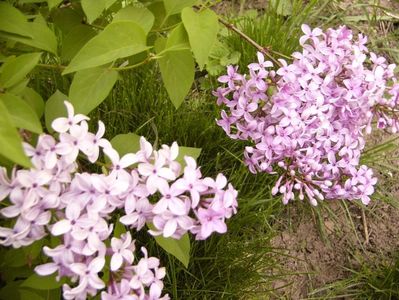 Syringa chinensis Saugeana