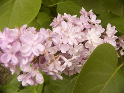 Syringa Belle de Nancy