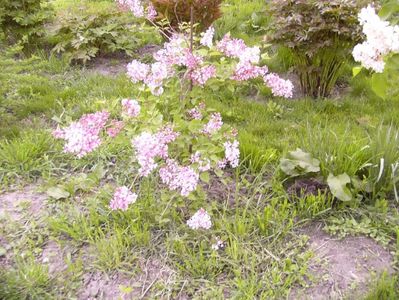 Syringa microphilla superba