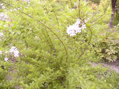 Syringa Persica Laciniata