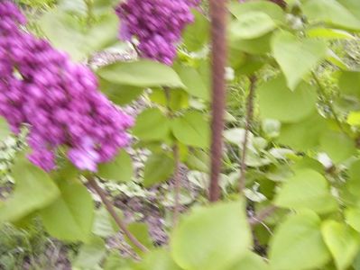 Syringa Taras Bulba