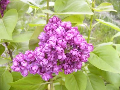 Syringa Taras Bulba