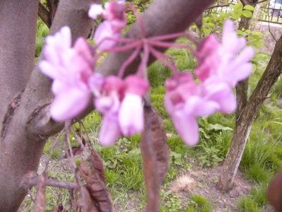 Cercis Siliquvarum