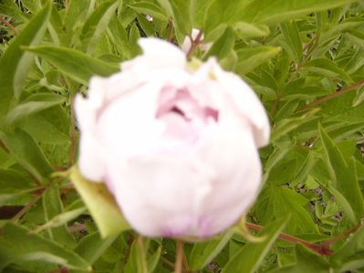 Paeonia suffruticosa