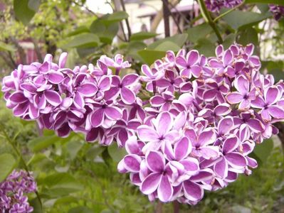 Syringa Sensation