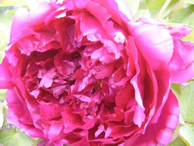 Paeonia suffruticosa Hua Wang