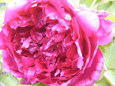 Paeonia suffruticosa Hua Wang