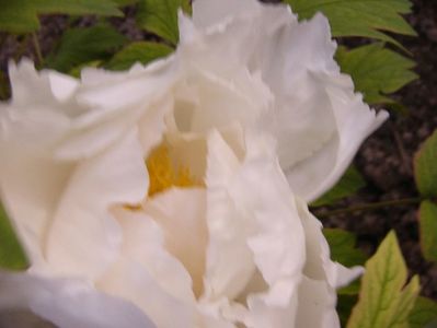 Paeonia  suffruticosa whait