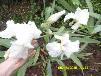 Iris alb, inalt