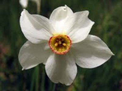 Narcise albe simple parfumate