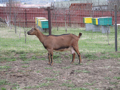 Caprioara atenta-jy7