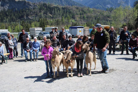 Copii cu caprele Toggenburg-2ss