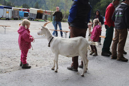 Fetita cu caprita Saanen-433