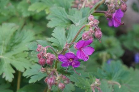 Geranium Cantabrigiense Karmina