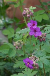 Geranium Cantabrigiense Karmina