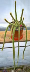 Aporocactus flagelliformis -25lei