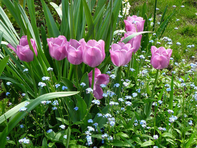 Alibi tulips
