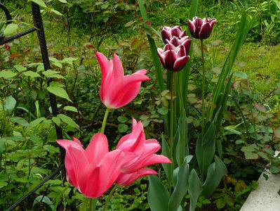 Mariette si Fointenbleau tulips