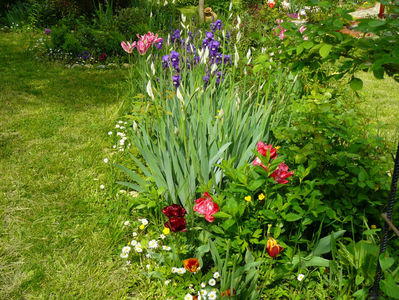 Tulips Belfort si Irisi intermediata