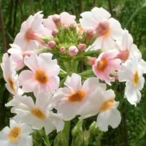 Primula_japonica_Apple_Blossom