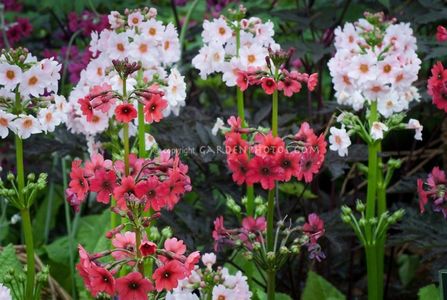Primula-japonica-Millers-Crimson and Apple Blossom-G013691