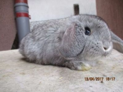 Berbec German masc. CHINCHILA