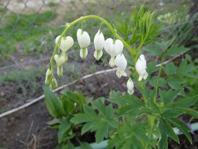 Dicentra Alba