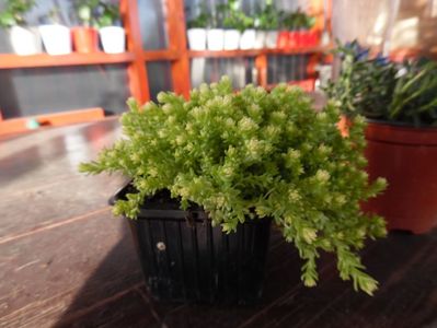 Sedum Acre Aureum