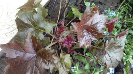 heuchera americana palace purple, cump la punga, primita in locul alteia..