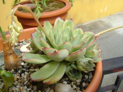 Echeveria pulidonis