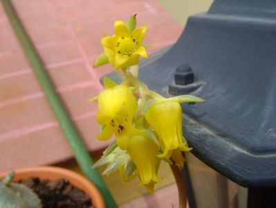 Echeveria pulidonis, detaliu