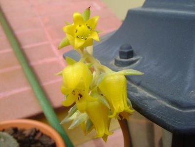 Echeveria pulidonis, detaliu