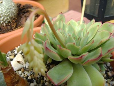 Echeveria pulidonis