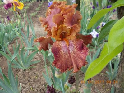 ruffled copper sunset