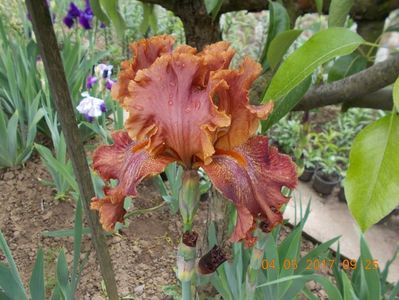 ruffled copper sunset