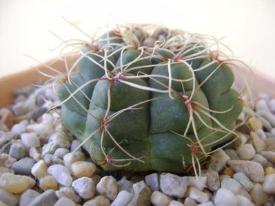 Gymnocalycium baldianum