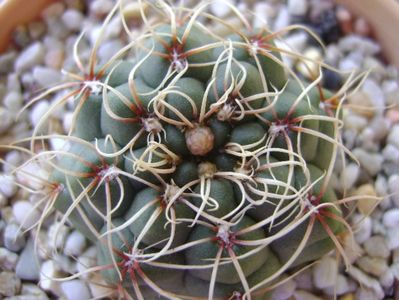 Gymnocalycium baldianum