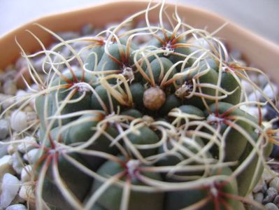 Gymnocalycium baldianum