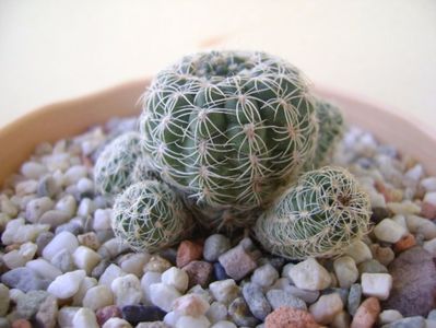 Gymnocalycium bruchii