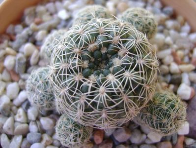 Gymnocalycium bruchii