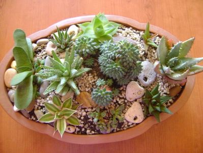 Mix de suculente; Ag. lophantha quadricolor,
Aloe humilis, Aloe aculeata,
Gasteria glomerata, 
Haw. cymbiformis, Haw. limifolia, Haw. fasciata, Haw. angustifolia, 
Echeveria setosa v. deminuta
Titanopsis calcarea
