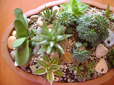 Mix de suculente; Ag. lophantha quadricolor,
Aloe humilis, Aloe aculeata,
Gasteria glomerata, 
Haw. cymbiformis, Haw. limifolia, Haw. fasciata, Haw. angustifolia, 
Echeveria setosa v. deminuta
Titanopsis calcarea
