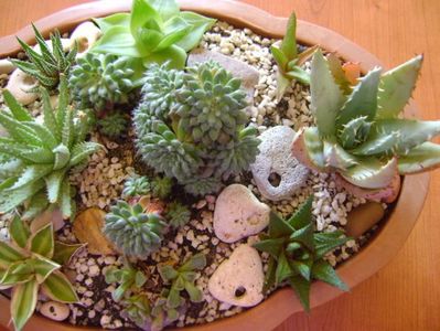 Mix de suculente; Ag. lophantha quadricolor,
Aloe humilis, Aloe aculeata,
Gasteria glomerata, 
Haw. cymbiformis, Haw. limifolia, Haw. fasciata, Haw. angustifolia, 
Echeveria setosa v. deminuta
Titanopsis calcarea
