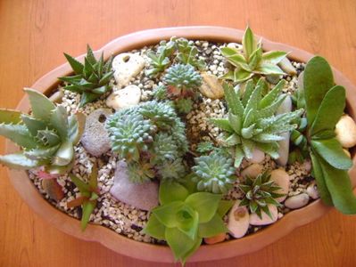 Mix de suculente; Ag. lophantha quadricolor,
Aloe humilis, Aloe aculeata,
Gasteria glomerata, 
Haw. cymbiformis, Haw. limifolia, Haw. fasciata, Haw. angustifolia, 
Echeveria setosa v. deminuta
Titanopsis calcarea
