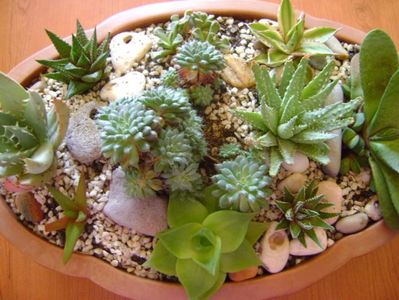 Mix de suculente; Ag. lophantha quadricolor,
Aloe humilis, Aloe aculeata,
Gasteria glomerata, 
Haw. cymbiformis, Haw. limifolia, Haw. fasciata, Haw. angustifolia, 
Echeveria setosa v. deminuta
Titanopsis calcarea
