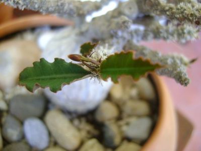 Euphorbia suzannae-marnierae, detaliu