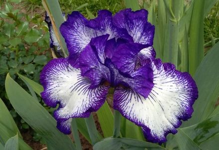 iris art deco , plantat 2015, prima inflorire