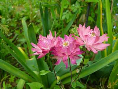 Sanflora Pink