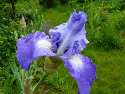Victoria Falls iris